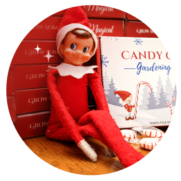 Elf sitting with Candy Cane Gardening Kit gift boxes